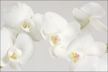 Fototapeta 3D biała orchidea do sypialni 150x225