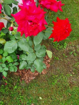 ТОНКАЯ СОСНОВАЯ КОРА 1-10 мм 80Л GARDEN, просеянная, сортированная