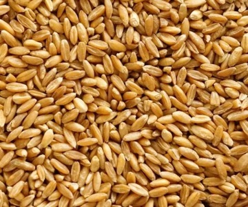 pszenica10kg pasza dla kur , gołębi ,kaczek itp...
