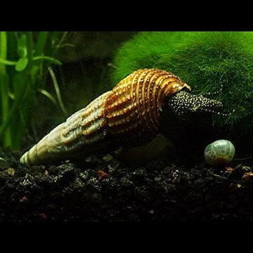Улитка Tylomelania Yellow Spotted Rabbit akwa_fan