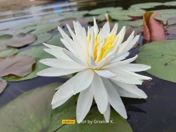 Кувшинка СНЕЖИНКА, белоснежный цветок, идеален для пруда.