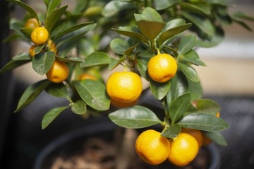 Аппликатор Agrecol Citrus Strong 30мл для цитрусовых
