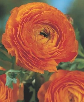 Jaskier pomarańczowy cebulki ranunkulus 30szt 1853