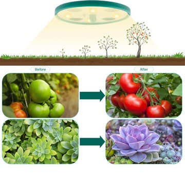 НАБОР ДЛЯ ПРОРАЩИВАНИЯ РАСТЕНИЙ С ПРОЗРАЧНЫМИ КРЫШКАМИ, САД, ТЕПЛИЦА