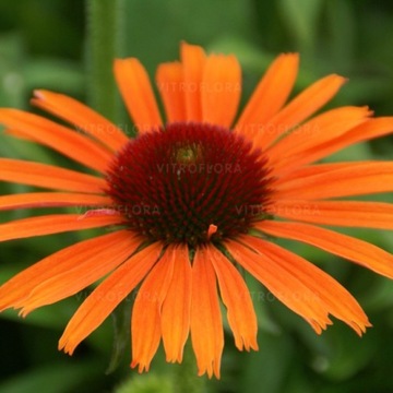 Jeżówka ORANGE SKIPPER pomarańczowa kompaktowa Echinacea