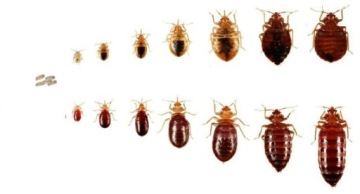 BROS Жидкость от бегающих насекомых, клопов, блох, чешуек, сахарных тараканов 400мл