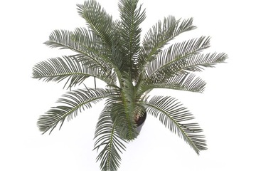 sztuczna palma wysokiej jakości Cycas 60cm cykas
