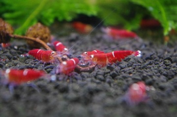 Креветки Super Crystal Red One Stripe 10 шт + 2 гр