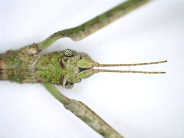 Цифровой микроскоп Delta Optical Smart 5MP PRO