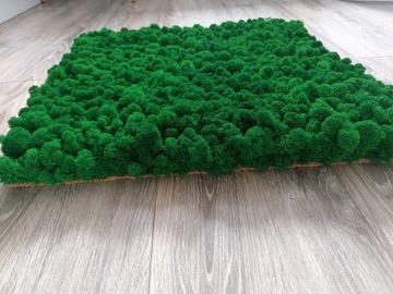 Панно из мха ПРЕМИУМ, 50х40 см