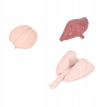 Имитационная модель анатомии тела органов человека