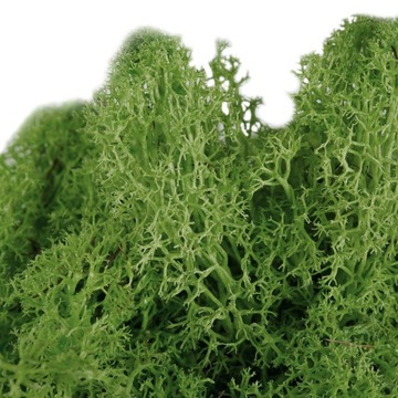 MECH CHROBOTEK RENIFEROWY CIEMNY ZIELONY DO DEKORACJI STROIKÓW STROIK