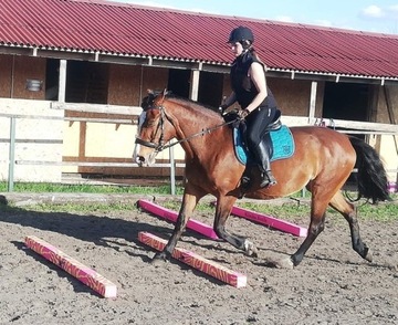 HorseMania - шесты для препятствий для лошадей 3,3мх5
