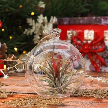 ŻYWA BOMBKA Tillandsia - Oplątwa - idealny prezent na święta