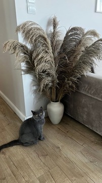 Pampas Grass Brown XL Натуральная сушеная 140см для декоративной вазы в стиле БОХО