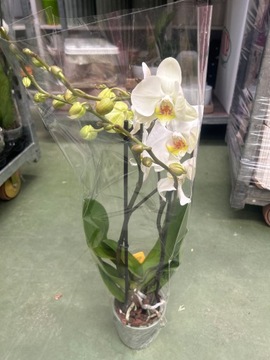 Живая орхидея JMP 60xm белая, 2 побега, бутоны