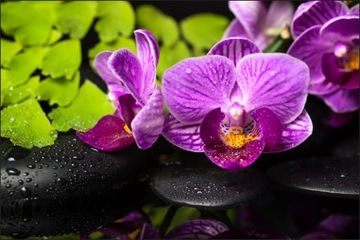 Fototapeta orchidea storczyk liście SPA 180x270