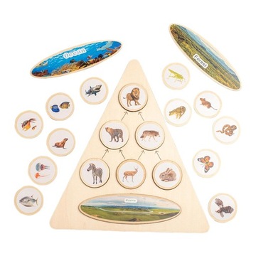 Лоток с жизненным циклом игрушек Монтессори, флеш-карты, стадия роста, треугольник
