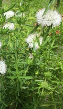 10 szt x MIĘTA JELENIA BIAŁA Intensywny Zapach Wabi Motyle
