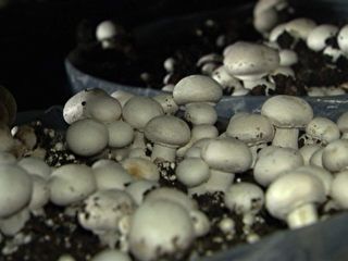 Субстрат для грибного мицелия 20 XXXL