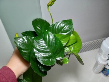 Аквариум завод Anubias hastifolia Easy