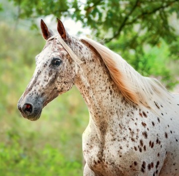 Календарь ЛОШАДЕЙ 2025 С НАКЛЕЙКАМИ подарок любителям лошадей