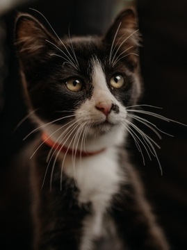 Zalapka testowa - SMART raty