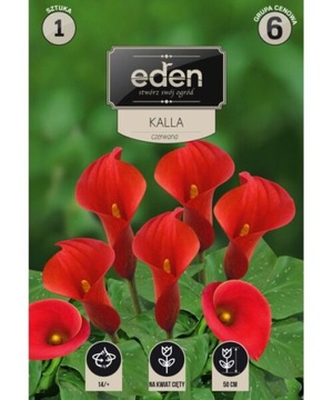 Kalla Zantedeshcia czerwona 1szt. EDEN