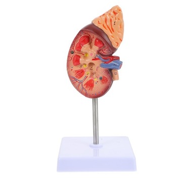 Modele Manekin Anatomia Narządów Model Nerki