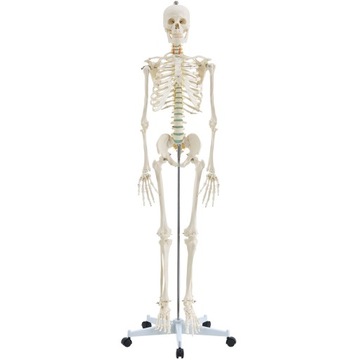 МОДЕЛЬ 501 SKELETON SKELETON 181,5 см FV В РАССРОЧКУ