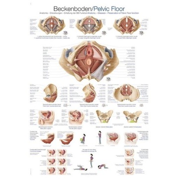 Tablica plakat plansza do gabinetu ANATOMIA DNA MIEDNICY ENG/DE - 70x100 cm