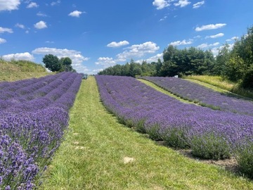 Венок из натуральной лаванды, ароматизированный, ЭКО!!!