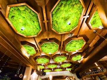 Mech Chrobotek NORWESKI zielony 500g reniferowy jakość PREMIUM żywy OZDOBNY