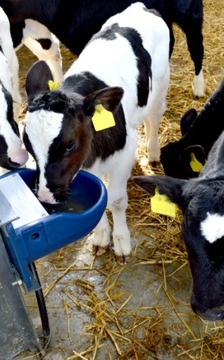 Поплавковая поилка DBL4 4 л для крупного рогатого скота, лошадей, коз, JFC