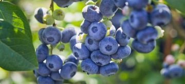 Капельная линия SmartFlow 50 м + 100 аксессуаров