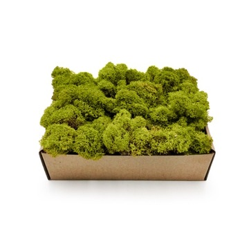 Финский мох 50г Лайм