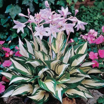 Funkia FIRE & ICE hosta BIAŁO-ZIELONE PIĘKNE LIŚCIE wyjątkowa SADZONKA