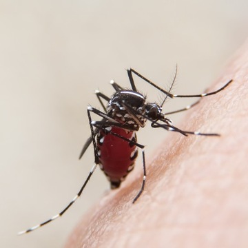 СПРЕЙ ОТ КОМАРОВ И КЛЕЩЕЙ КОМАРНЫЙ ПРЕДСТАВИТЕЛЬ СИЛЬНЫЙ КОНЦЕНТРАТ 10л