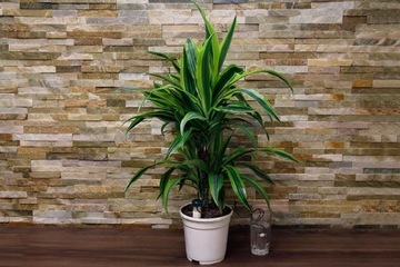 Диспенсер для полива растений, цветов, увлажнитель воздуха, СИСТЕМА ОРОШЕНИЯ, цветы, 2x