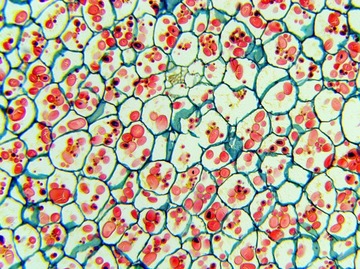 Микроскоп Delta Optical BioLight 300