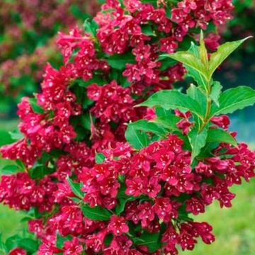 Krzewuszka cudowna Red Prince
