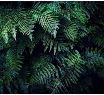 FOTOTAPETA 3D NA ŚCIANĘ DO SYPIALNI 400x280 +KLEJ, Liście Paproci, Natura