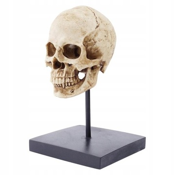 Model ludzkiej czaszki do anatomii Żywica w skali