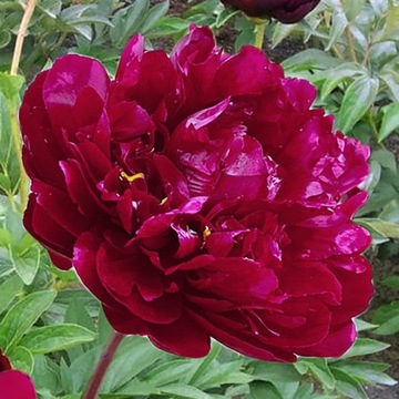 Paeonia Piwonia chińska Dębówka 1 szt.