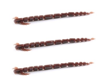 BLOOD TEEZ LARWA,OCHOTKA,ROBAK,GUMA 5,5cm 3 sztuki