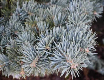 ЕЛЬ ОДНОЦВЕТНАЯ СЕРЕБРИСТАЯ K ABIES CONCOLOR GLAU