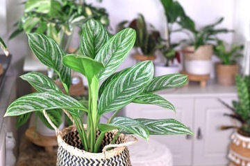 ЗЕМЛЯНЫЕ МОНСТРЫ STRELITIA FICUUS PHILODENDRON PALM