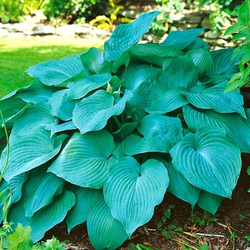 Hosta Funkia niebieska Blue Angel kłącze 1 szt