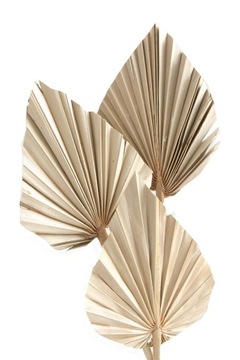 Suszony liść palmowy STRZAŁKA PALM SPEAR wachlarz