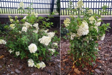 Зажим-подставка для кольца HYDRENSIONS для гортензии цветы ЗЕЛЕНЫЙ 10 шт.